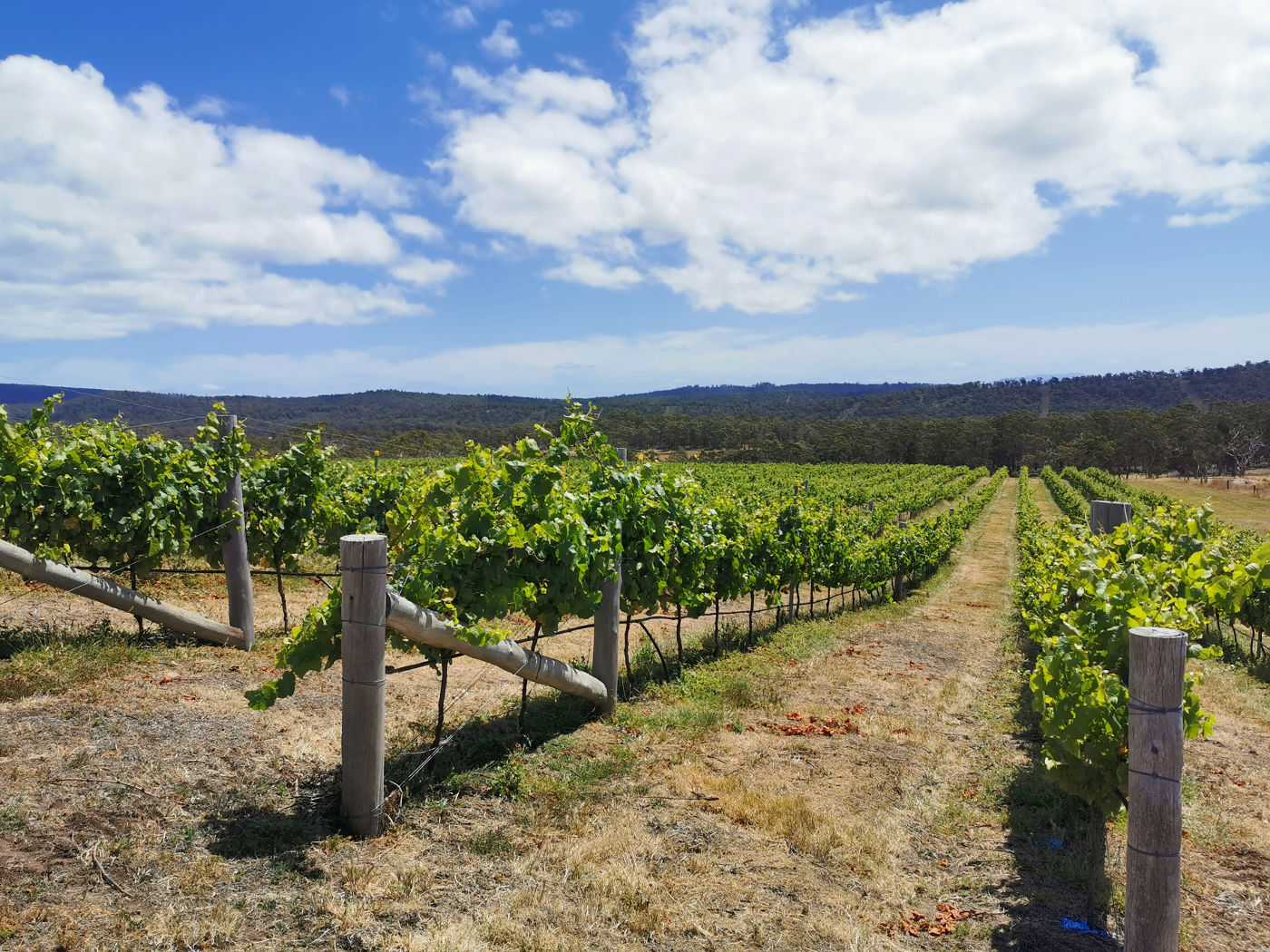 Saltwater River Wines